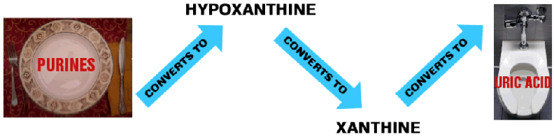 Purines to Uric Acid Pathway diagram