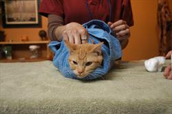 An orange kitty wrapped in a blue towel 