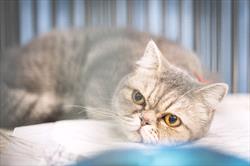 Photo of cat on table