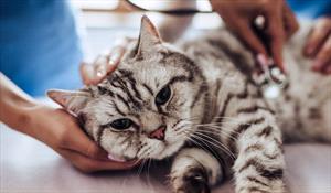 Grey and tan tabby cat laying  down on an exam table with Dr. listening to lungs and heart. 