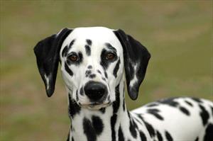 Dalmatian standing outdoors