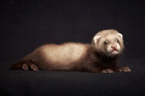 Ferret sitting on a black background