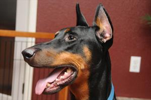 Photo of a Doberman pinscher's head, smiling with tongue out 