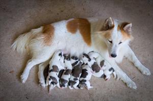 white and tan mother dog with many small puppies nursing