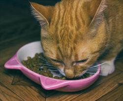 Yellow cat eating kibble from a pink dish