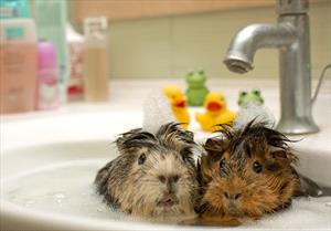 Two guinea pigs getting a bath in a sink