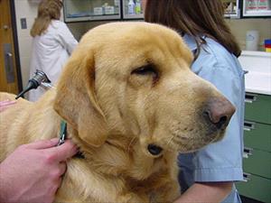 Photo of a yellow lab with a slightly puffy face