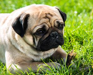 Pug on lawn