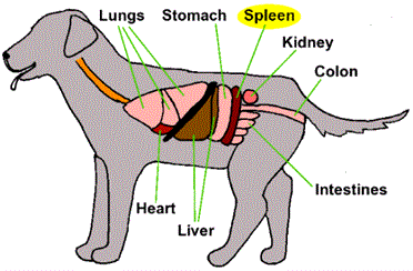 Illistration of canine organs