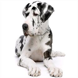 sitting great dane