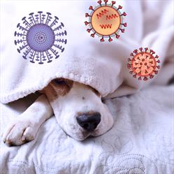 White and brown dog laying on a bed with a white blanket over its head.