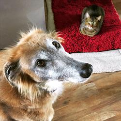 Greyhound mix dog and tabby cat sitting together on a wooden floor