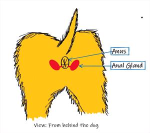 Drawing of anal gland position from behind the dog