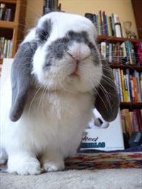 White and black lop earred bunny looks at camera