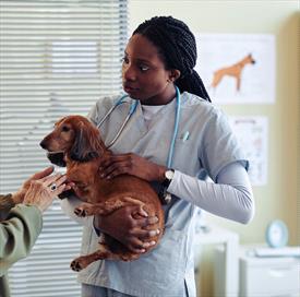 Photo image of a woman dressed in scrub-type clothes holding a red long-haired doxie