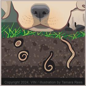 graphic of puppy about to eat soil/grass with hookworm larvae