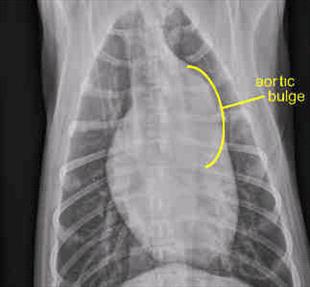 Chest radiograph of a puppy with SAS