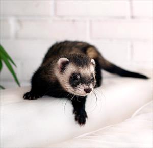 Black and white ferret sitting on a shelf area.