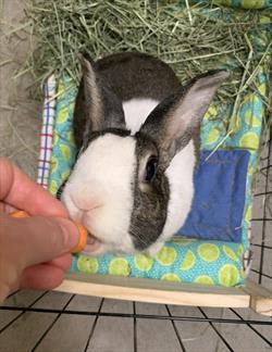 Black and white bunny in a box eating a carrot from person's hand