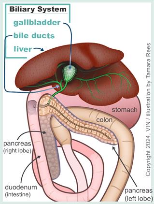 Diagram of the biliary system which includes the gallbladder, liver, pancreas, stomach, color, and other nearby anatomy