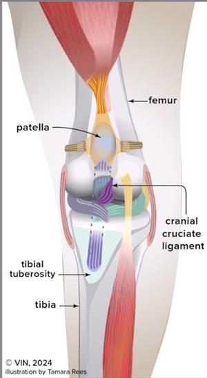 Diagram of a knee showing cruciate ligaments