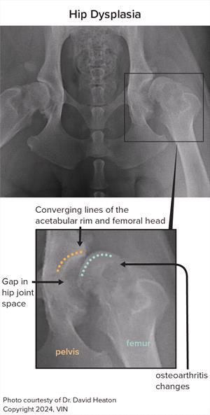 X-ray image of hips with dysplasia