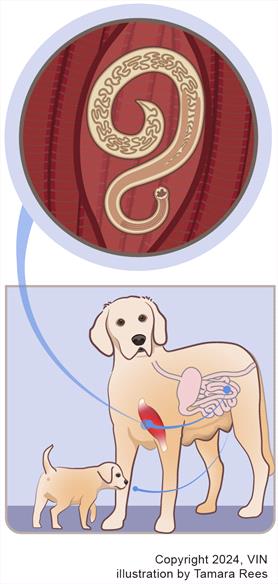 Diagram showing how hookworms can be transmitted from mother to babies through nursing