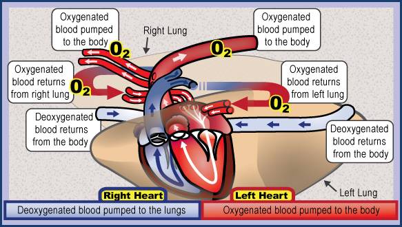 Detailed colored diagram showing the heart and how blood is pumped thru the body 