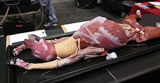 Synthetic anine model designed by SynDaver Labs