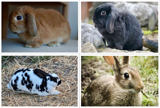 Rabbit Communication: Bunny Communication 101