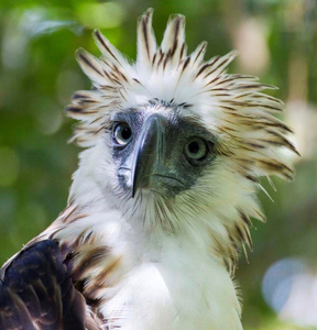 Documentary stirs action for rare Philippine eagles - News - VIN