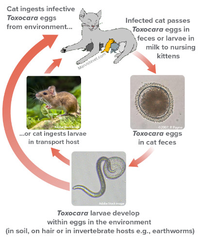 Graphic of the life cycle of Toxocara