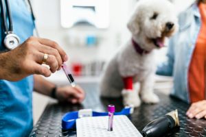 Veterinary professional holding a blood draw tube with small white dog and owner in background.