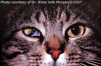 Tabby cat with Horner's - has differently sized pupils and one of the eyes has an elevated third eyelid.