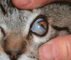 cat with raised third eyelid