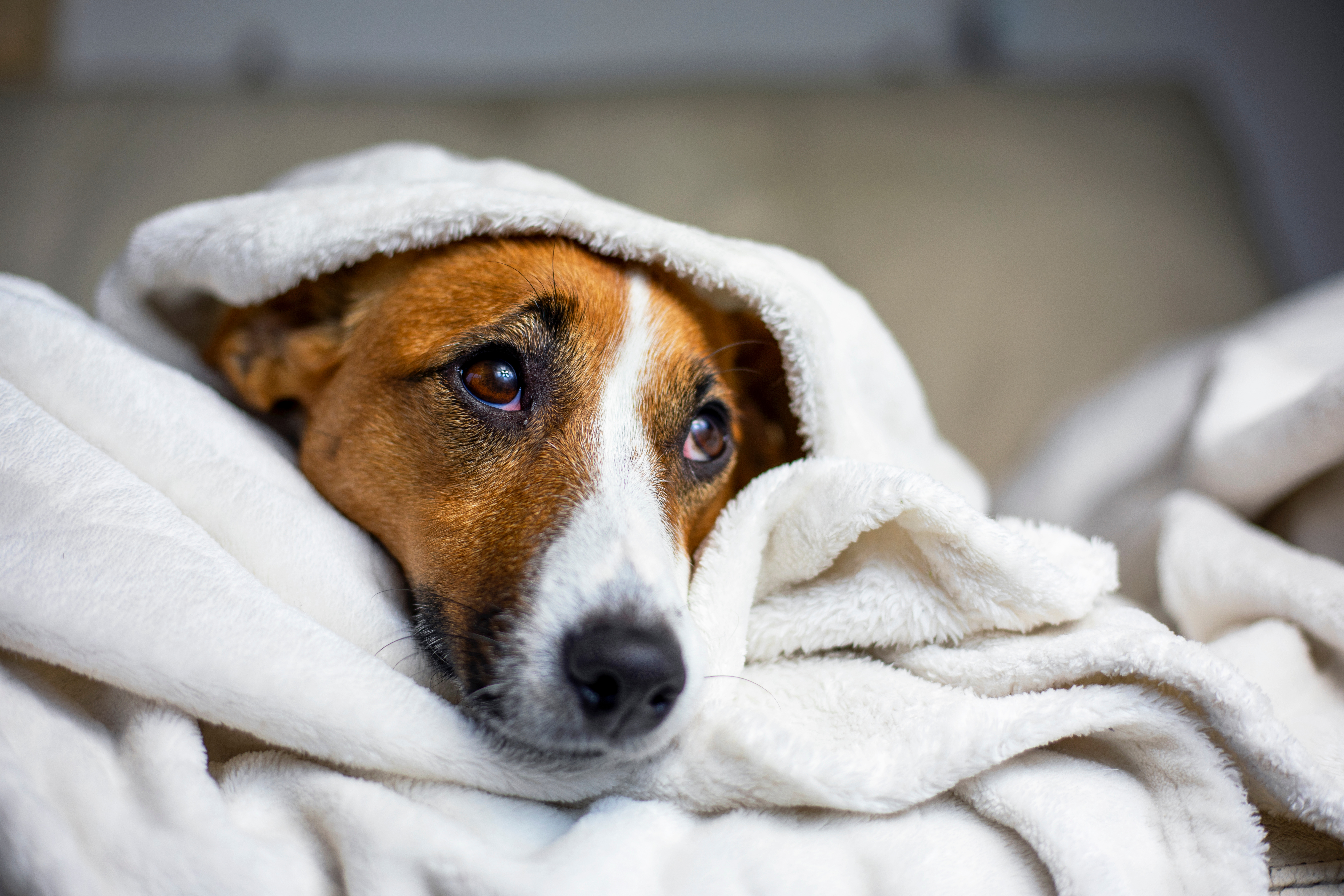 Photo image of Jack Russel dog in blankets