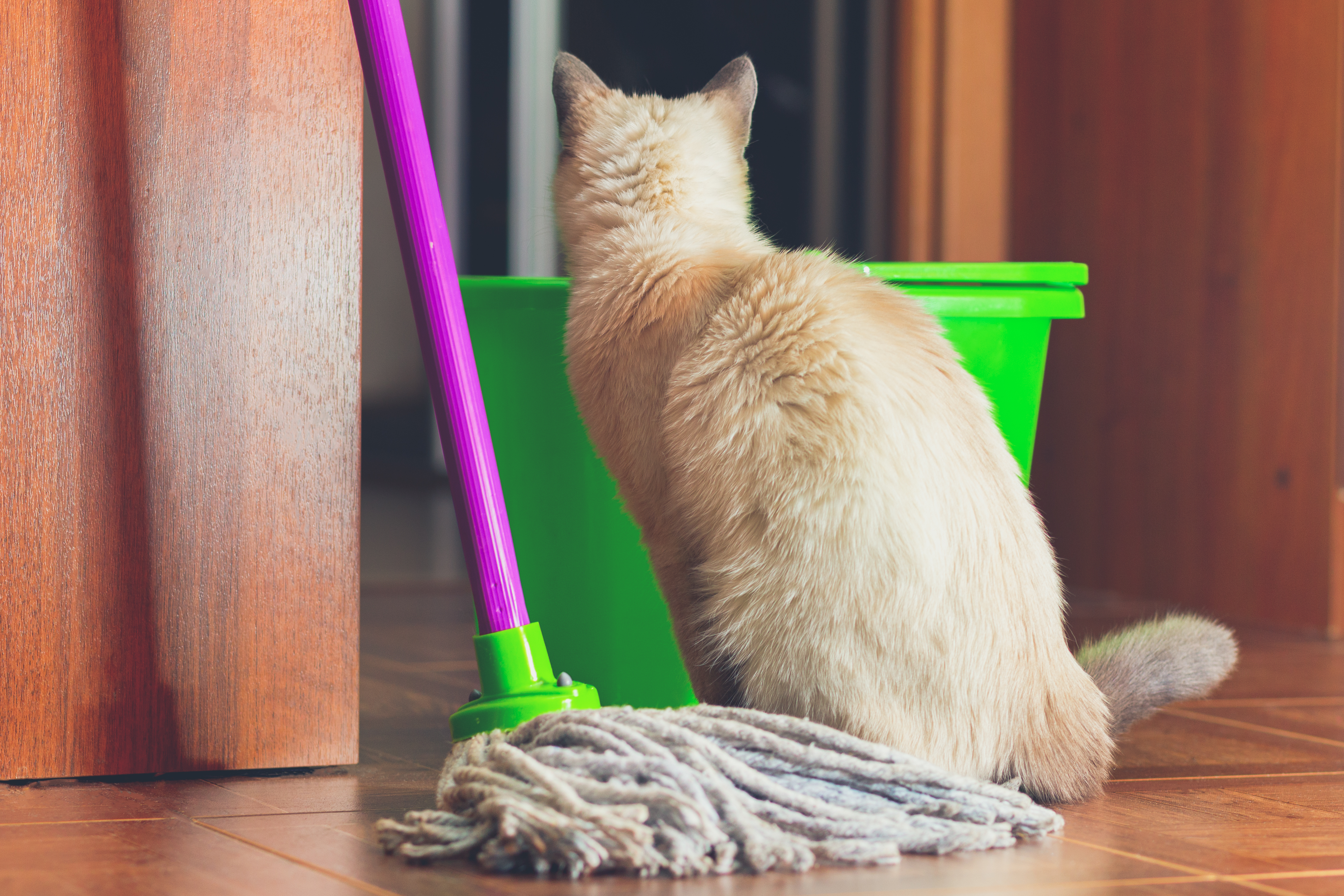 Photo Image of yellow cat sitting next to a bucket and mop