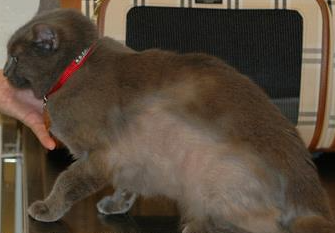 Gray cat with hair loss along the side of its body due to overgrooming from itchiness