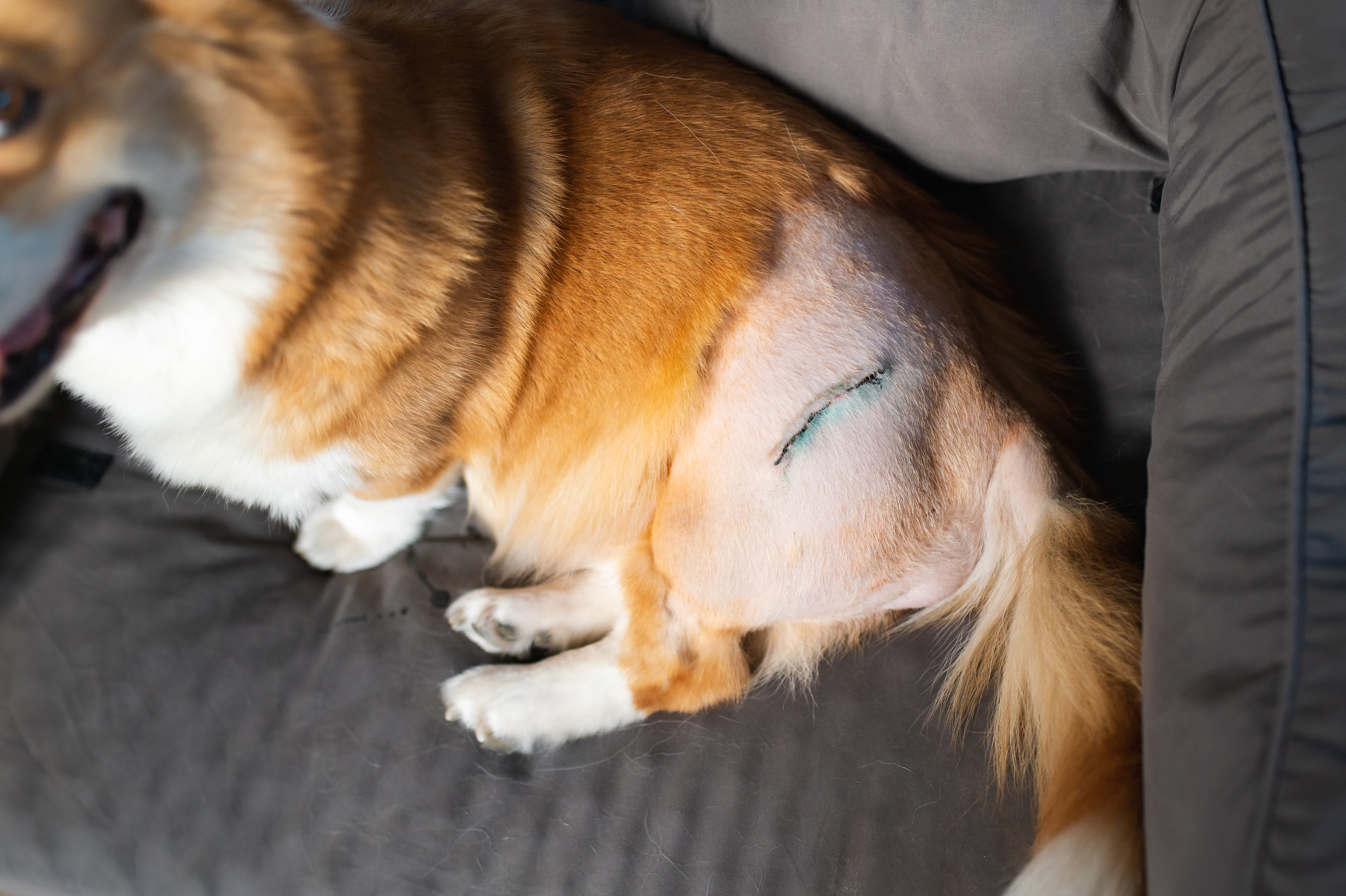 A tan and white Corgi dog with a freshly shaved leg showing a sutured scar on hip