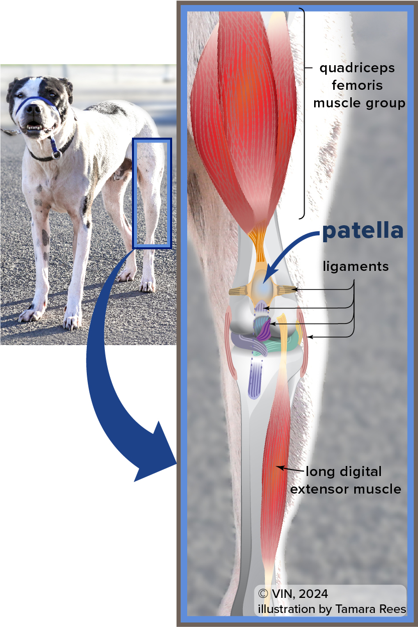 Canine Hind Leg Diagram showing patella and other connected parts