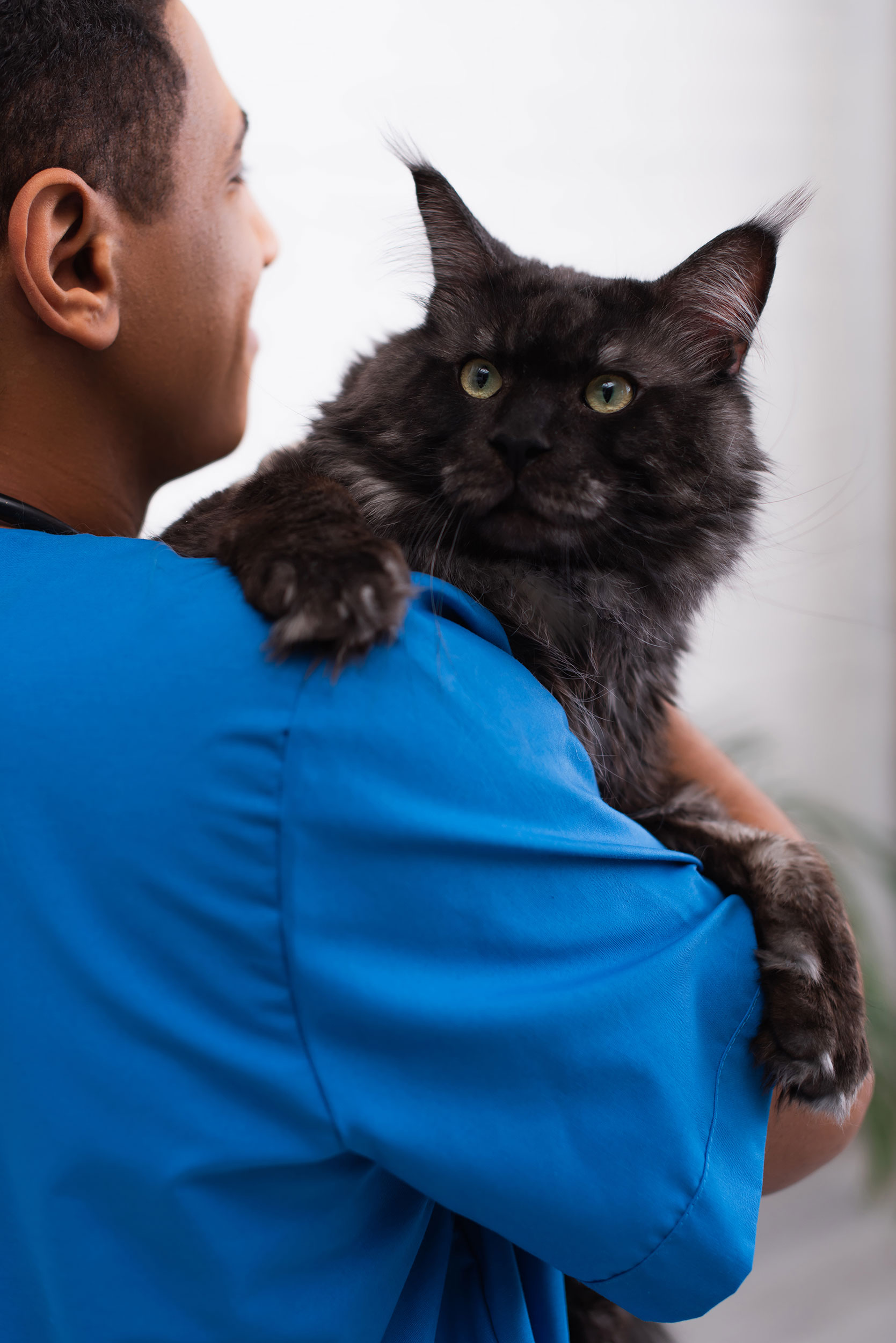 Technician holding a large black and tan Maine Coon cat