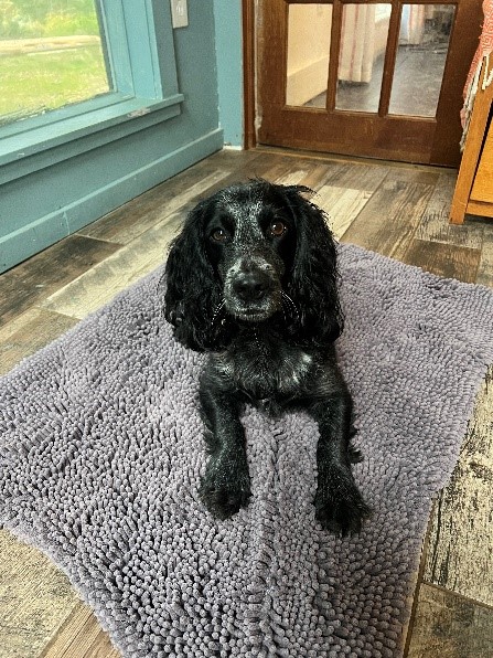 image Photo image of a black and grey dog siting on a mat