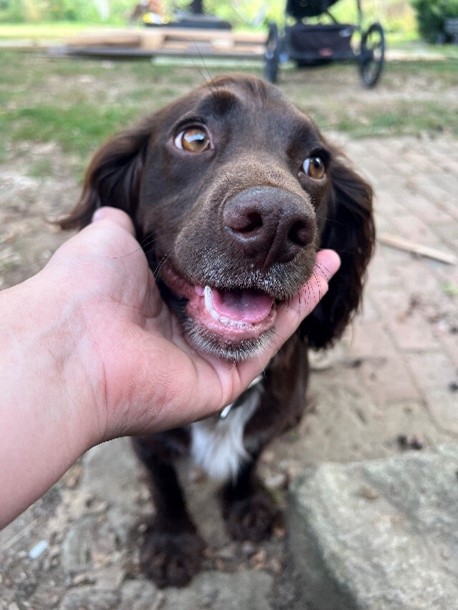Photo image of a handler holding the chin of a brown and white dog