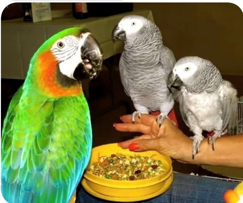 Picture image of green, orange, yellow and blue Macaw, and two grey and white African Grey birds