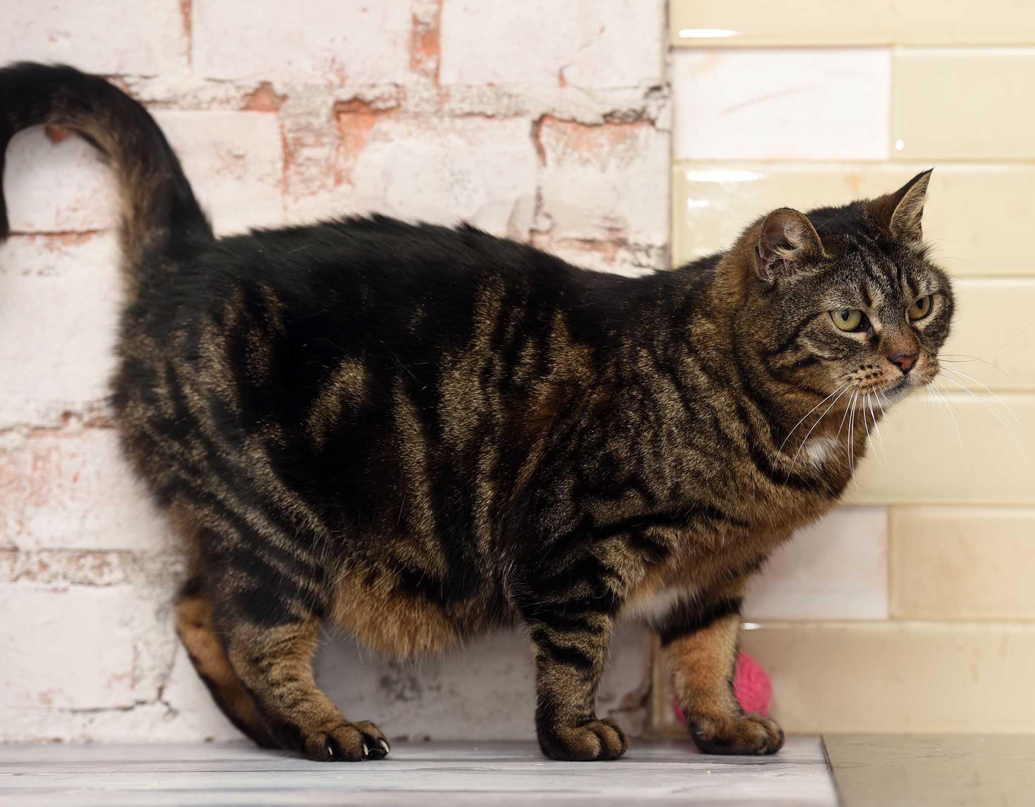 Photo image of black and brown adult cat standing on fireplace hearth 