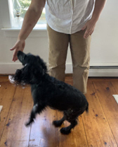 Black dog standing on hind legs touching nose to the hand of the handler