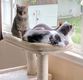 Three kitties rest on a cat bed in front of a window