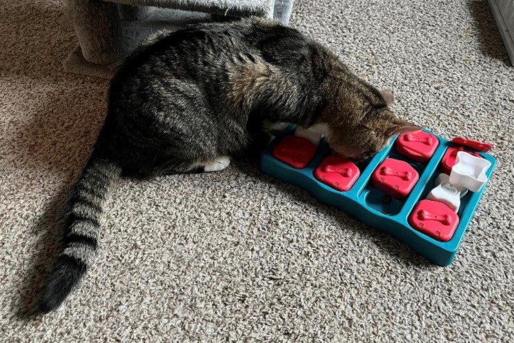 Grey tabby cat plays with a red-and-blue food toy