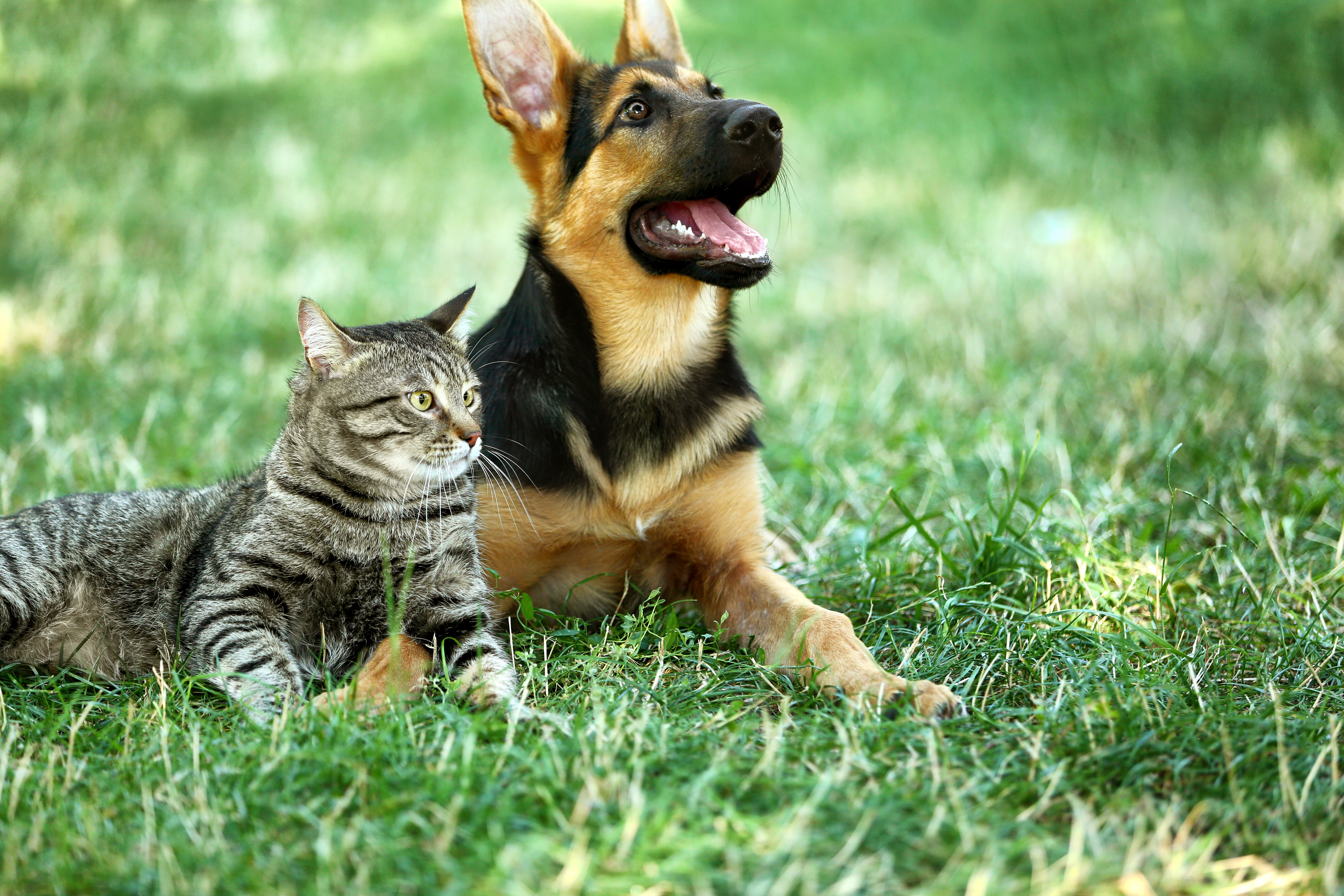 dog and cat on green grass