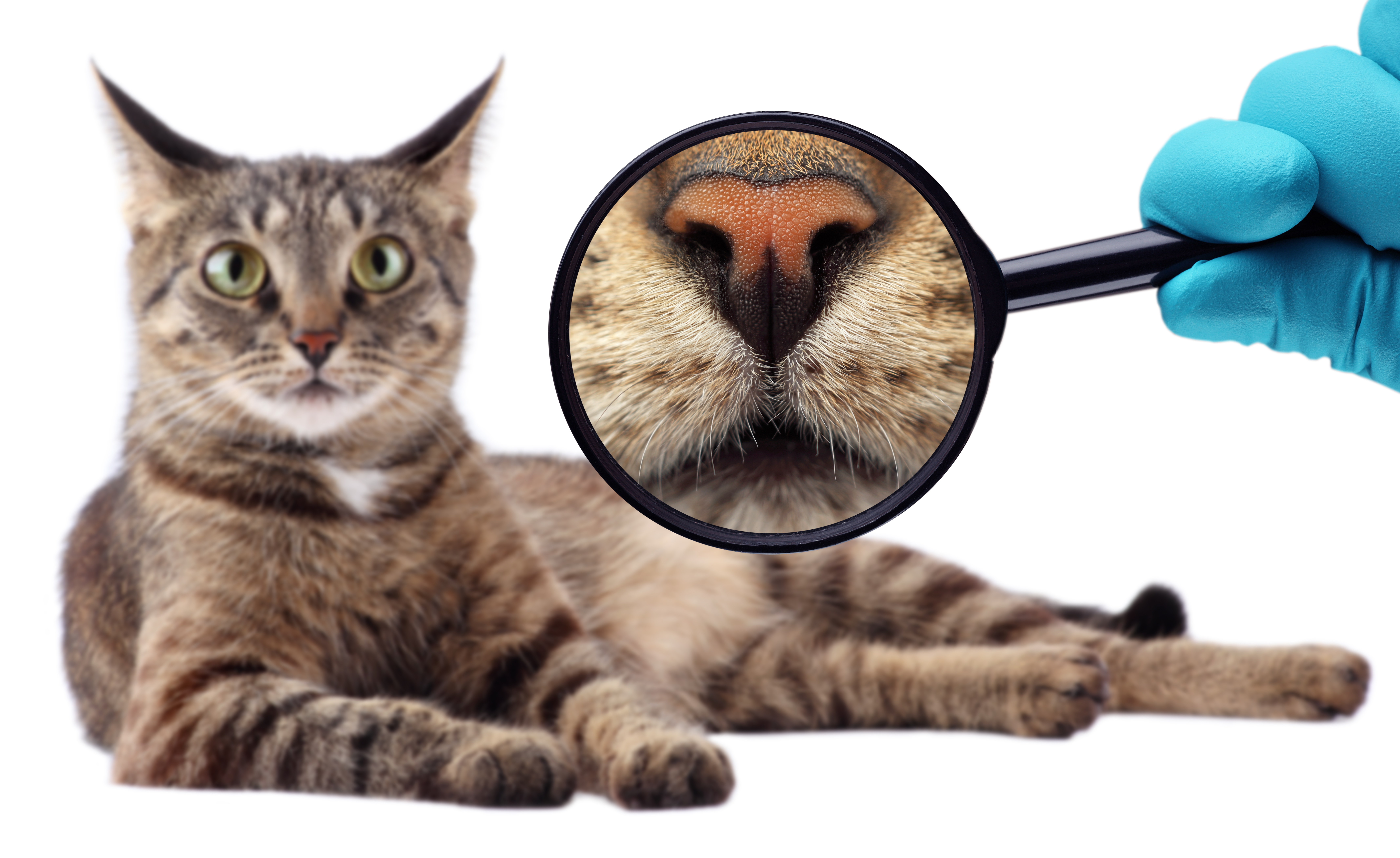 grey and black tabby cat with a magnifying glass zooming in on the nose